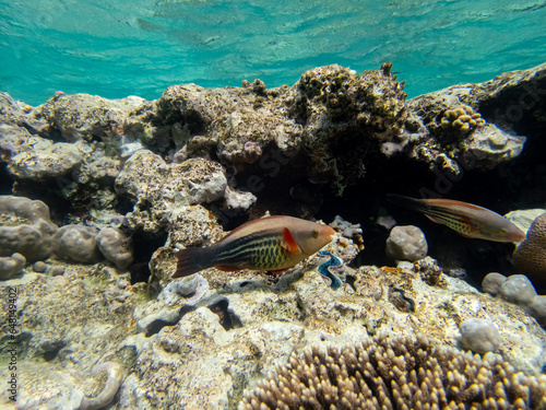 Beautiful inhabitants of the underwater world in the coral reef of the Red Sea