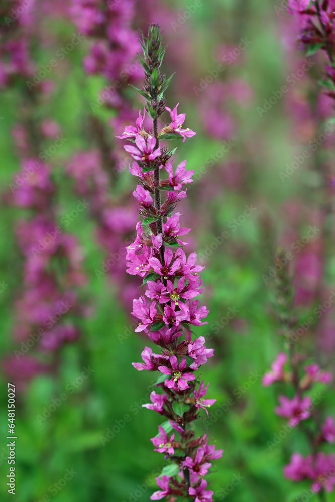 Purple loosestrife flower spikes