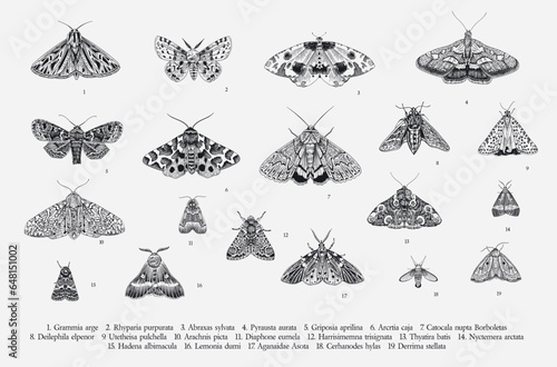 Butterflies and moths. Set of elements for design. Vector vintage classic illustration. Black and white