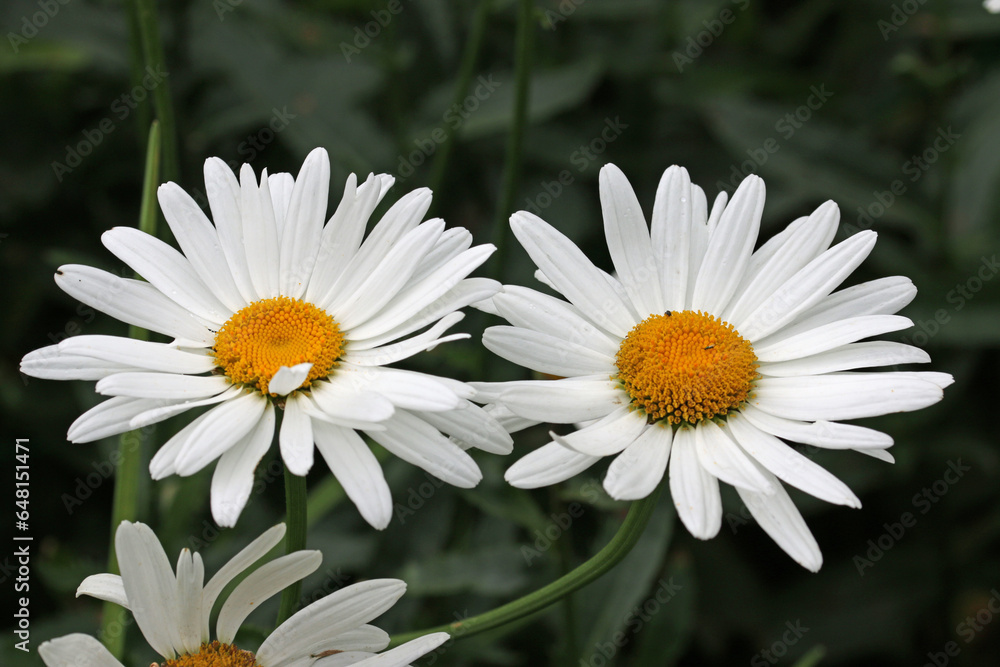 Obraz premium White Shasta daisy flowers in close up