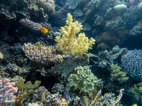Fototapeta Naklejka Na Ścianę i Meble -  Beautiful inhabitants of the underwater world in the coral reef of the Red Sea