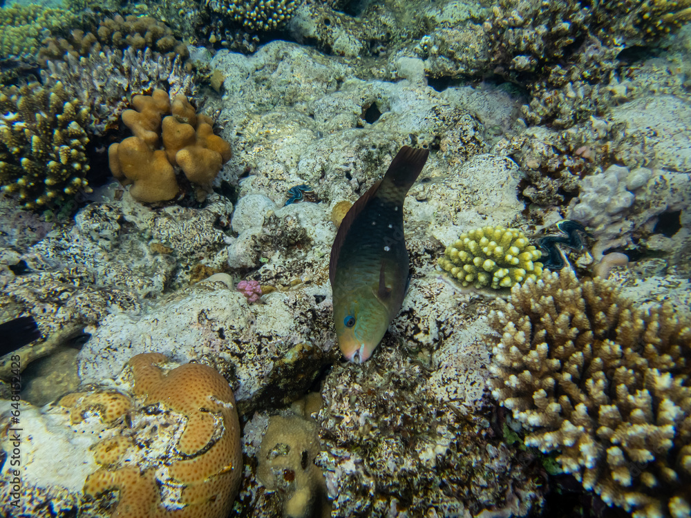 Beautiful inhabitants of the underwater world in the coral reef of the Red Sea Beautiful inhabitants of the underwater world in the coral reef of the Red Sea