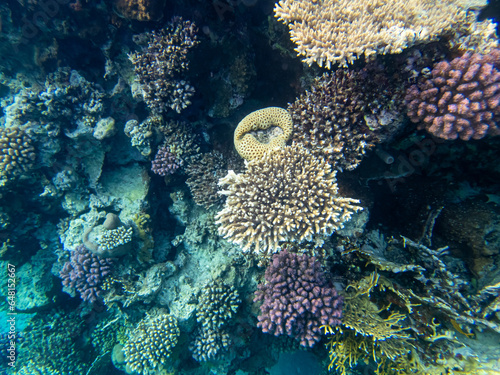 Beautiful inhabitants of the underwater world in the coral reef of the Red Sea