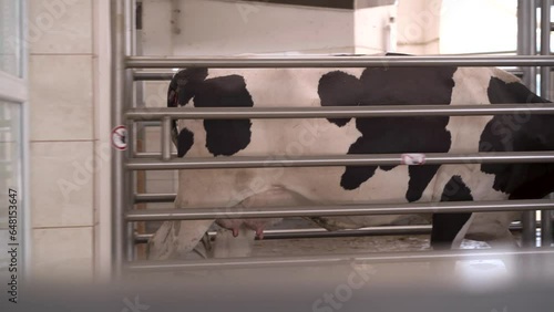 White spotted cow goes to milking. Farm.