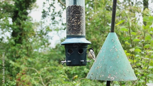 Chaffinches, coal tits and blue tit a compete for sunflower seeds at a bird feeder in Keilder forest