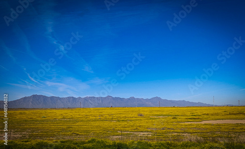 Phoenix Arizona Wildflower Field photo