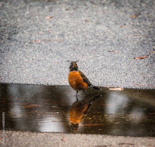 bird wading in water with reflection