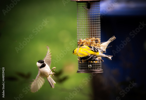 Goldfinches warding off incoming Chickadeee