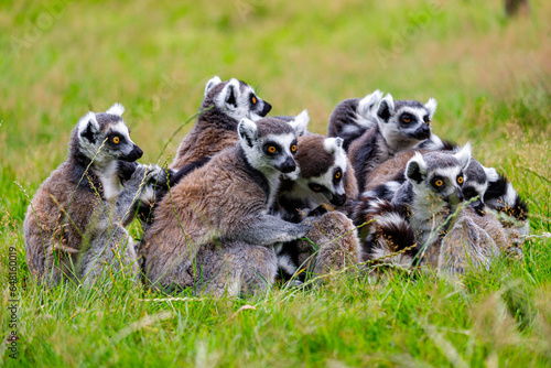 Family of ring-tailed lemur catta on the green meadow