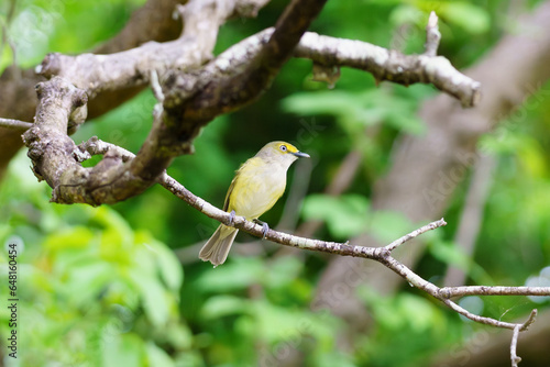 White Eyed Vireo