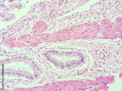 picture of histology human tissue with microscope from laboratory (not Illustration Designation)