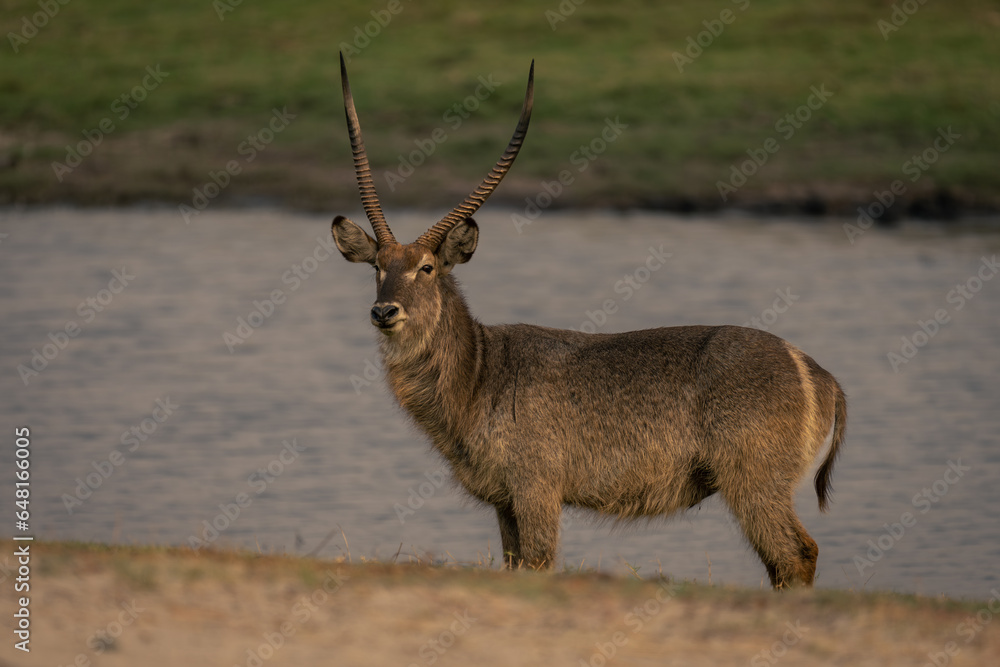 Obraz premium Male common waterbuck stands by calm river