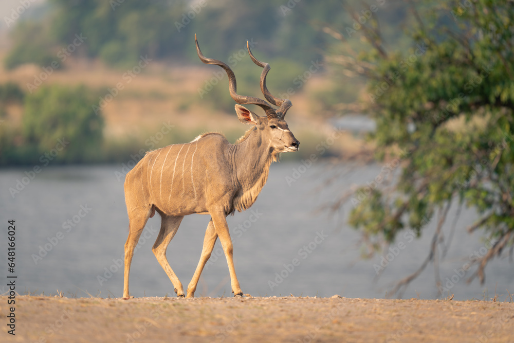 Naklejka premium Male greater kudu walks on sandy riverbank