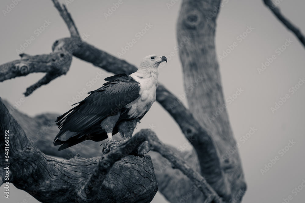Fototapeta premium Mono fish eagle stands on tangled branches
