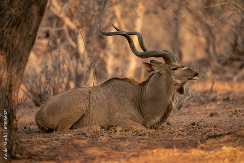 Male greater kudu lies on sandy ground photo