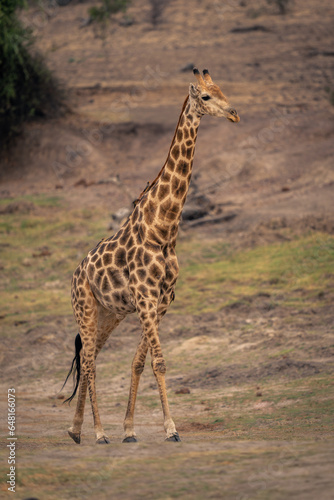 Male southern giraffe walks up grassy slope