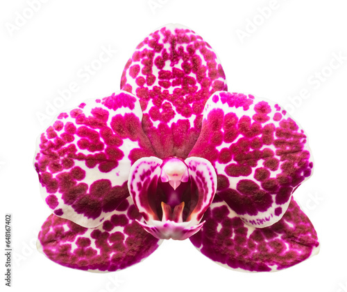 Pink streaked orchid flower, isolated