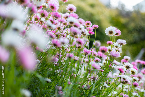 Multicolored cosmos flowers in meadow in spring summer nature .