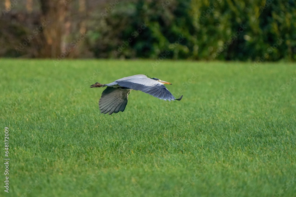 Beautiful gray heron bird in flight against a green grass background. Insect in its beak in a natural background, grass