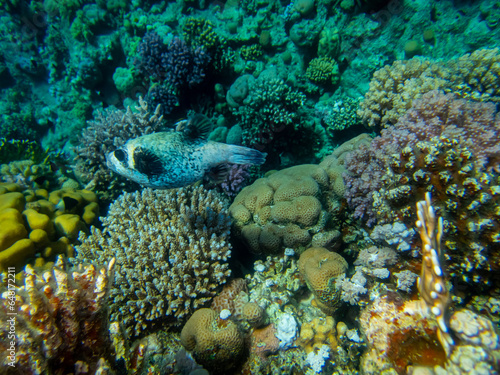 Fototapeta Naklejka Na Ścianę i Meble -  Fabulously beautiful underwater life of a coral reef in the Red Sea