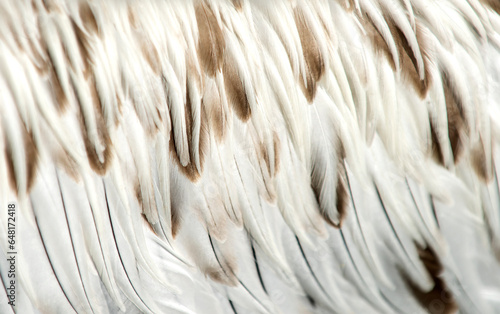 White and brown feathers of a young pelican