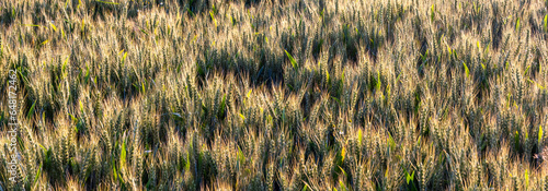 Grain in field at sunset