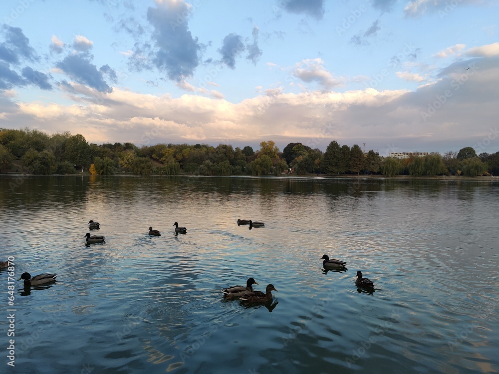 Ducks on the lake in the morning - crepuscular light at sunrise Ducks on the lake in the morning - crepuscular light at sunrise