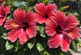 red hibiscus flower