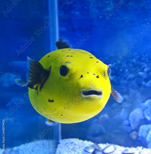 Closeup of Blowfish