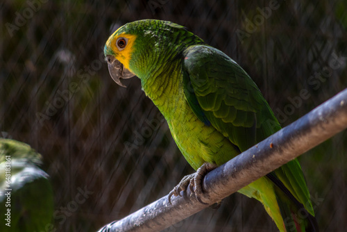 Green parrot (Amazona aestiva) in a cage at a zoo in Brazil