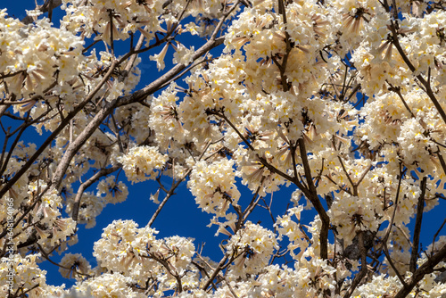 Tableau sur toile Ipes white tree flowering grove with selective focus in the municipality of Mari
