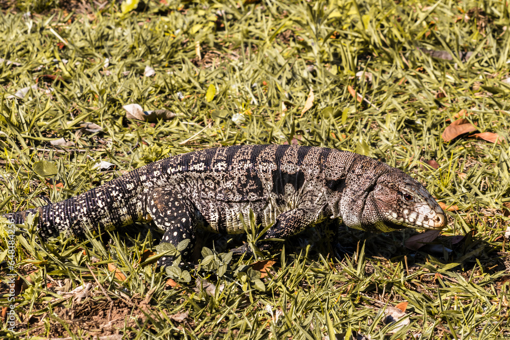 Tegu ou Teiu in green grass. Black and White Tegu, Tupinambis merianae, big reptile in the nature habitat, green exotic tropical animal on the green meadow, Brazil. Tegu ou Teiu in green grass. Black and White Tegu, Tupinambis merianae, big reptile in the nature habitat, green exotic tropical animal on the green meadow, Brazil.