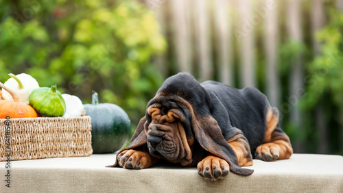 Adorable bloodhound puppy lying outdoors on a table in the sunlight
