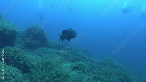 Big grouper fish swiiming slowly in cloudt water photo