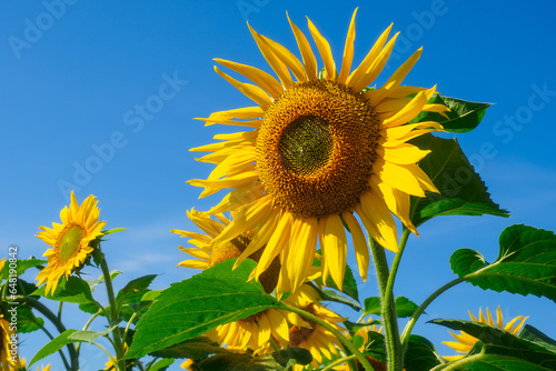 Sunflower with yellow petals against blue sky. View from bottom to top. Background.