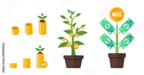 Mexican Peso Money Tree Growing