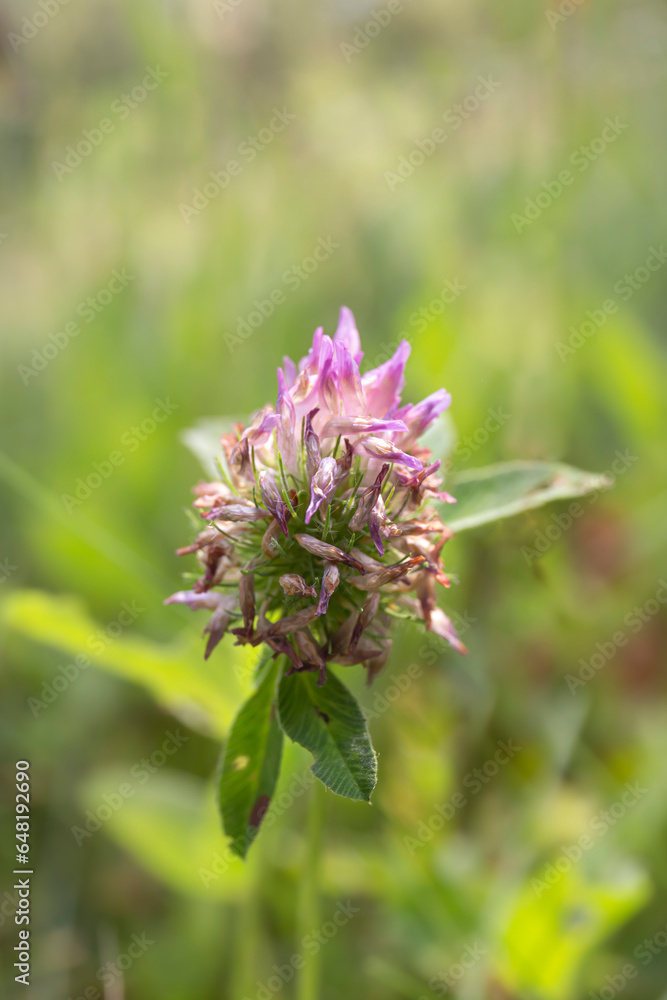 Clover flower. Close-up picture of a lilac wildflower. Macro photography. Clover flower. Close-up picture of a lilac wildflower. Macro photography.