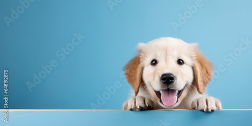 Portrait of a happy golden retriever dog puppy on a background with space for text