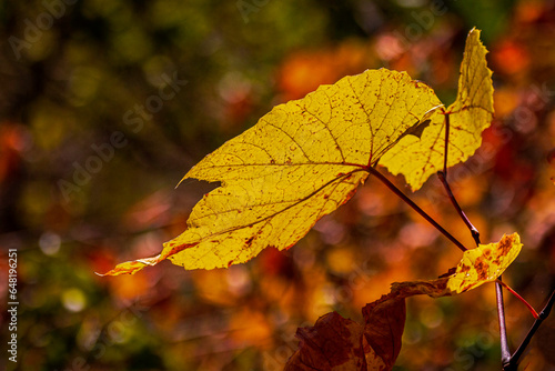 Yellow grape autumn leaf against bokeh lights on a blurry background, fall, autumn concept