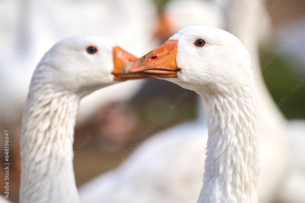 Domestic goose, close-up of the head Domestic goose, close-up of the head