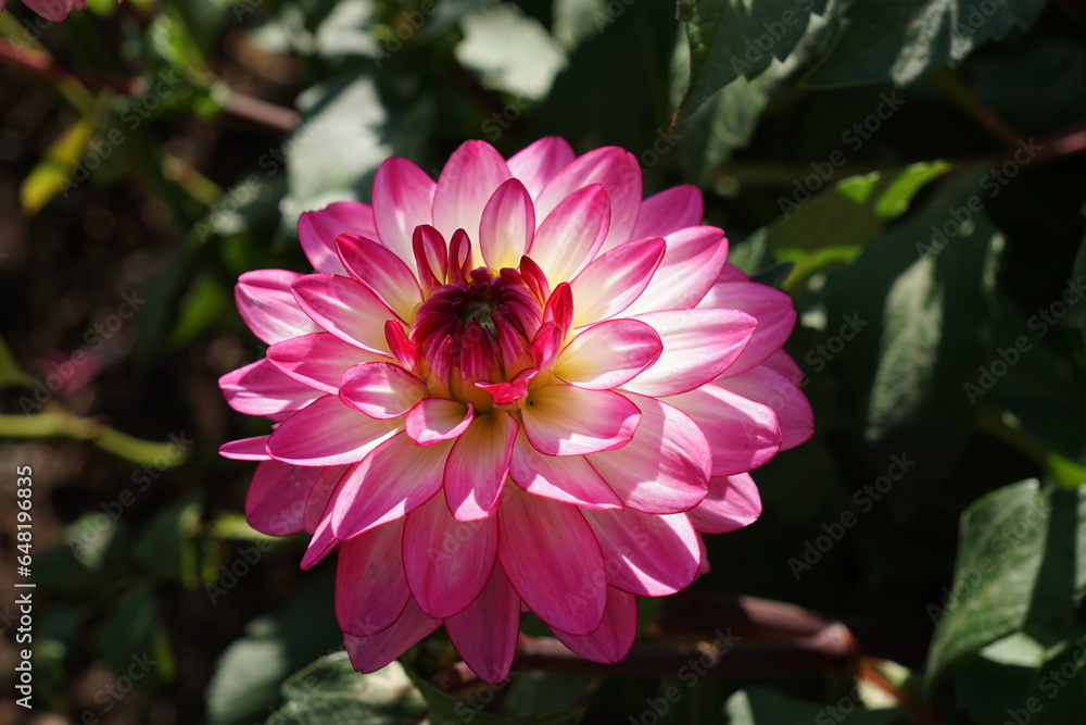 Obraz premium pink Dahlia flower in late summer early autumn bloom. beautiful garden flower with pink petals 