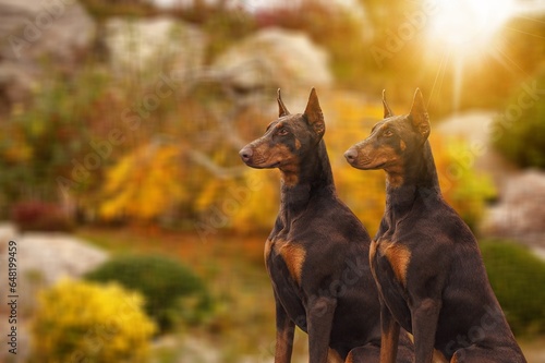 two smart strong dogs in autumn background