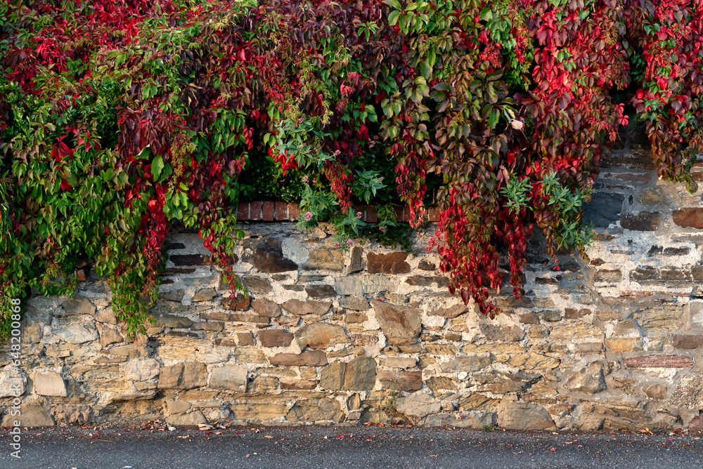 Virginia creeper with green and red leaves - obrazy, fototapety, plakaty 