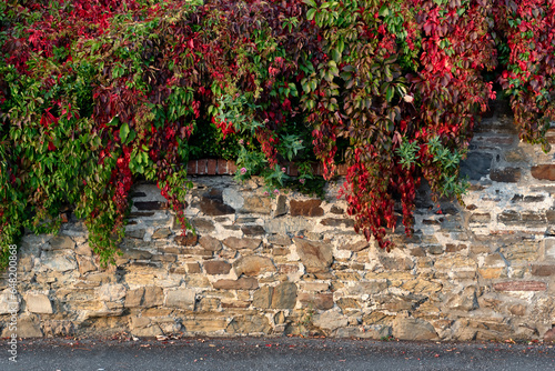 Virginia creeper with green and red leaves photo