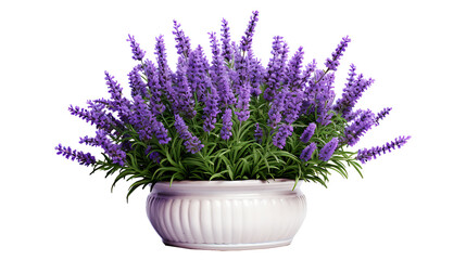 Lavender flowers with pot isolated on transparent background. Lavender flower png
