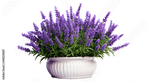 Lavender flowers with pot isolated on transparent background. Lavender flower png