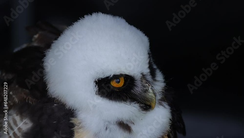 4K: Spectacled Owl (Pulsatrix perspicillata)- Close up of the bird of prey - Stock video clip footage photo