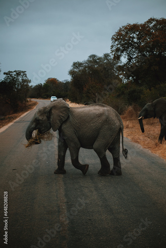 elephants in the wild