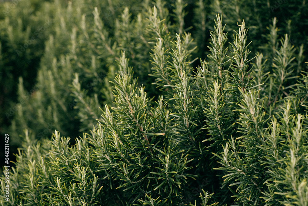 Sprigs of aromatic rosemary in the garden on a sunny day.. Sprigs of aromatic rosemary in the garden on a sunny day..