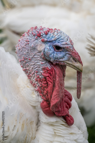 Portrait of a male turkey.